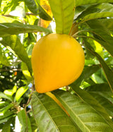 Canistel Tree ‘Oro’
