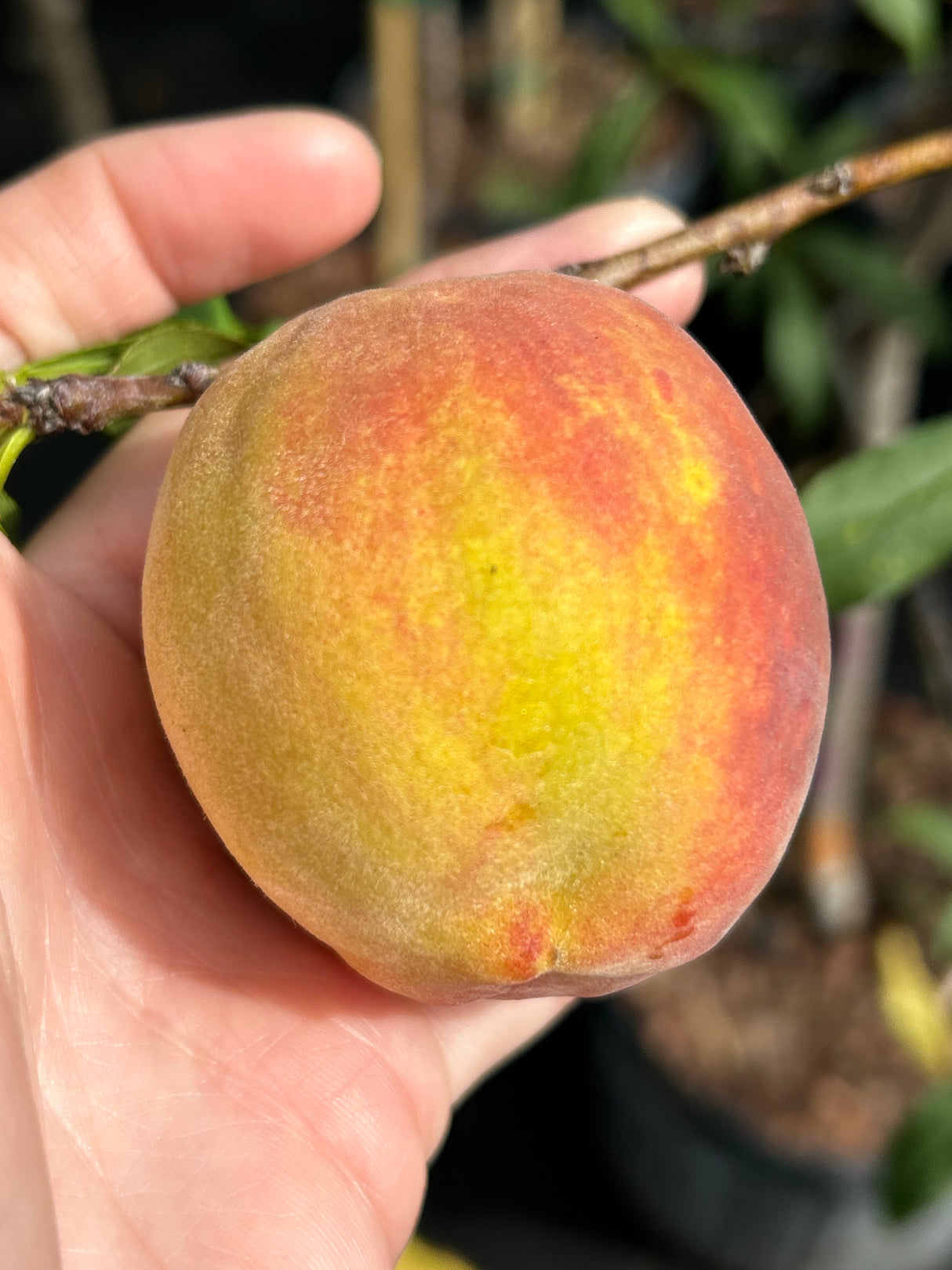 Peach Tree ‘Tropic Beauty’