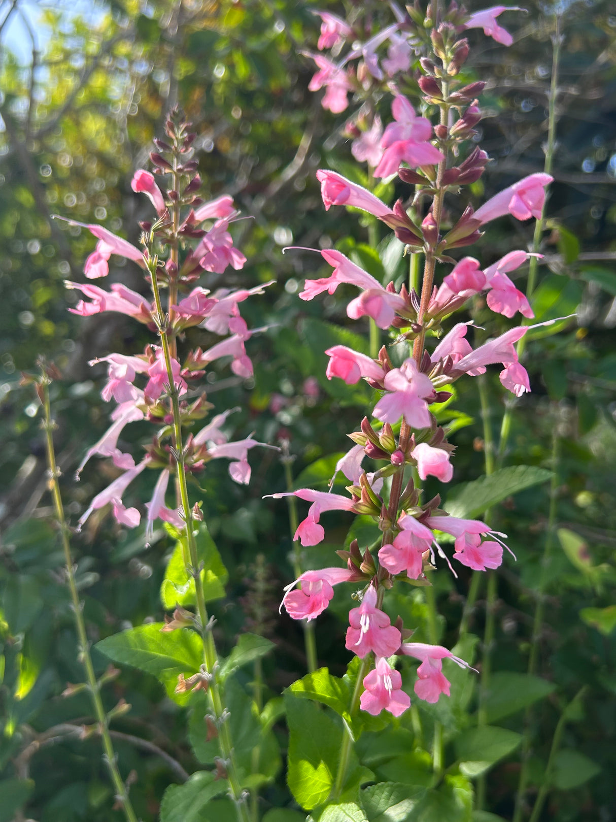 Tropical Sage Plant aka Salvia - Pink Flowers