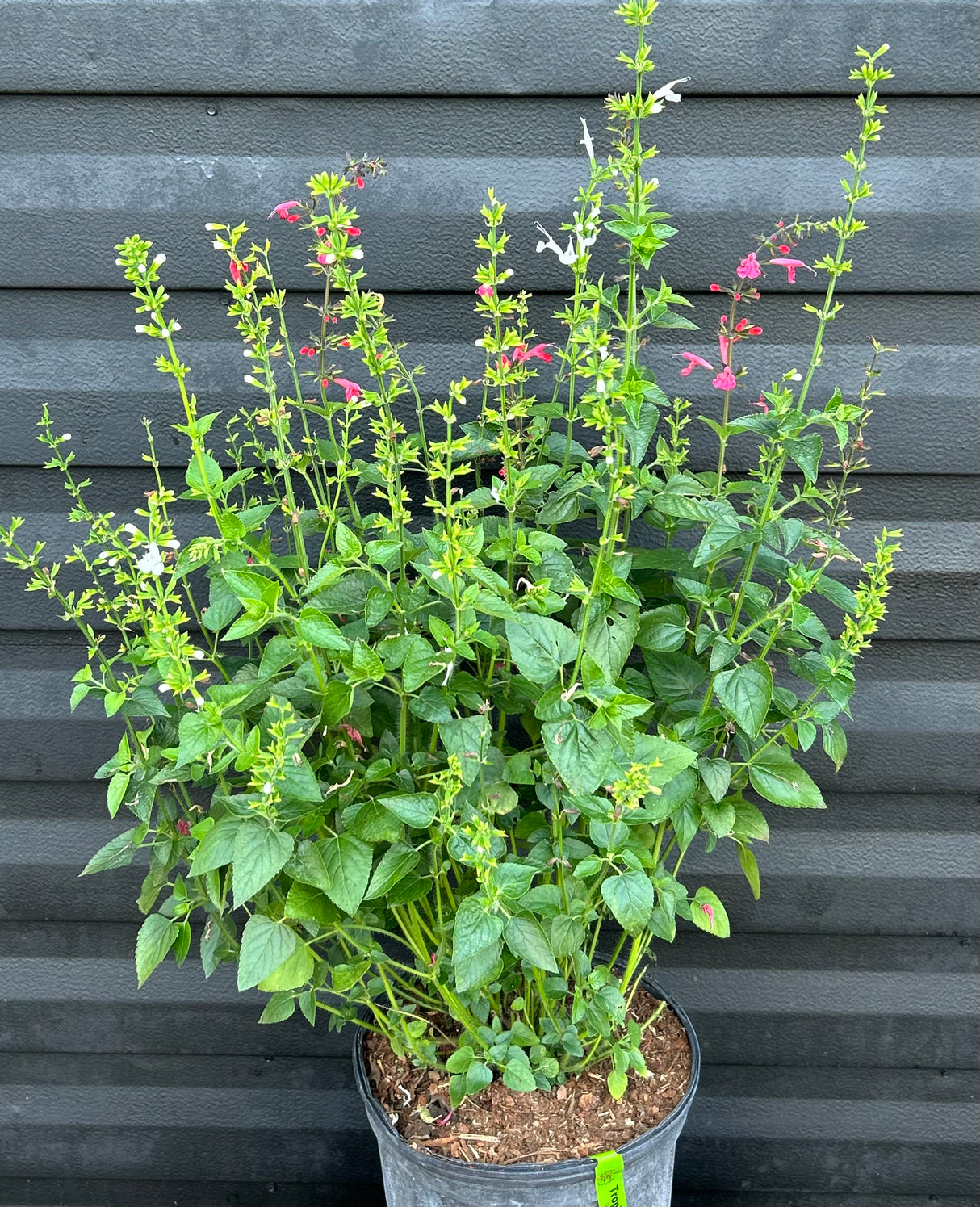 Tropical Sage Plant aka Salvia - Red Flowers