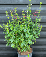 Tropical Sage Plant aka Salvia - Red Flowers