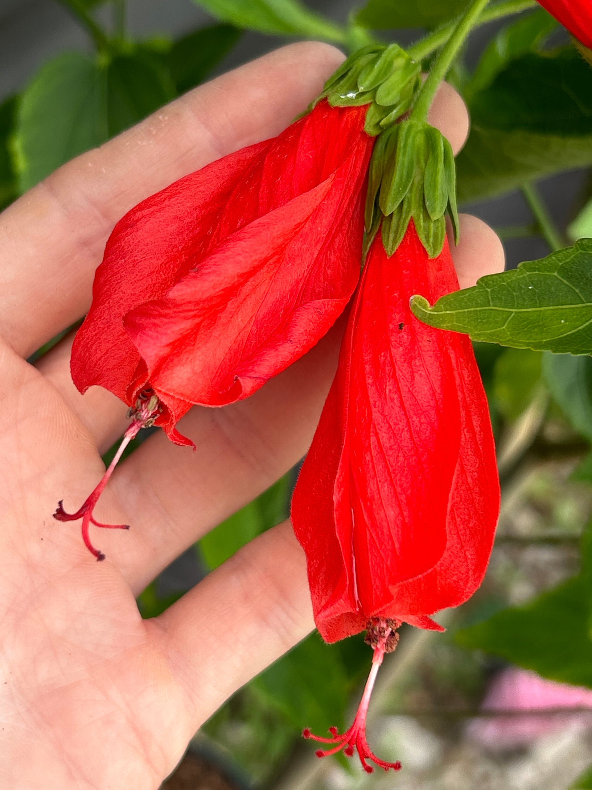 Turk's Cap Hibiscus