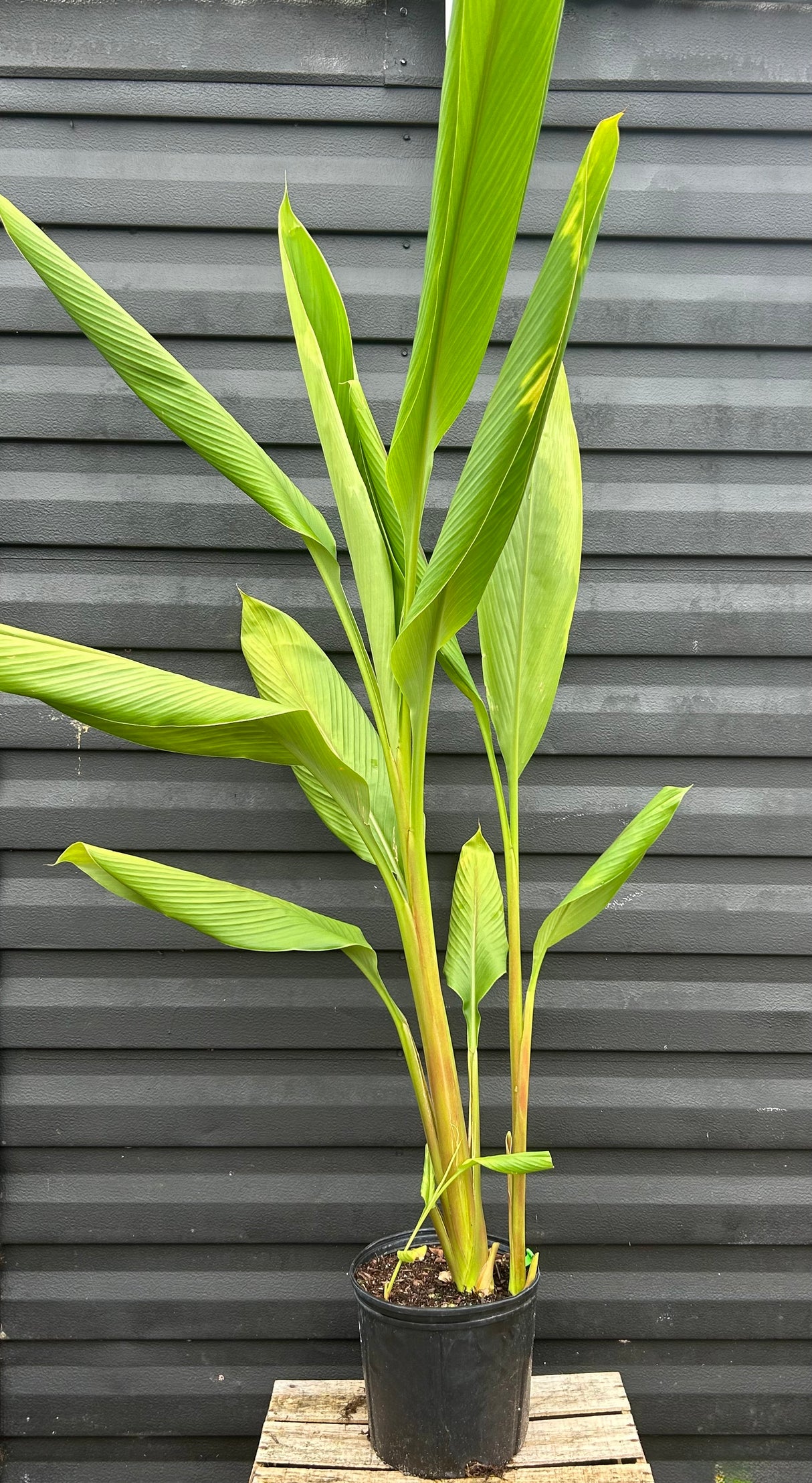 Turmeric Plant ‘Blue’