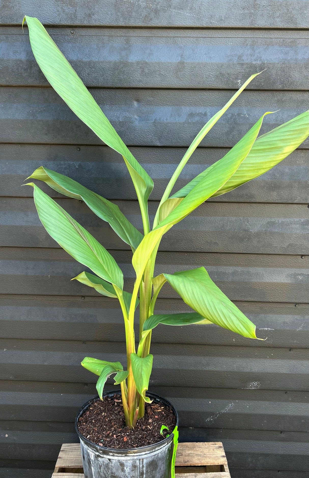 Turmeric Plant ‘Hawaiian Red’