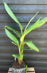 Turmeric Plant ‘Hawaiian Red’
