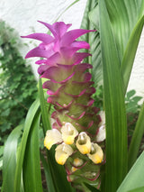 Turmeric Plant ‘Blue’