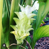 Turmeric Plant ‘Indira Yellow’