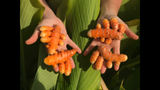 Turmeric Plant ‘Hawaiian Red’
