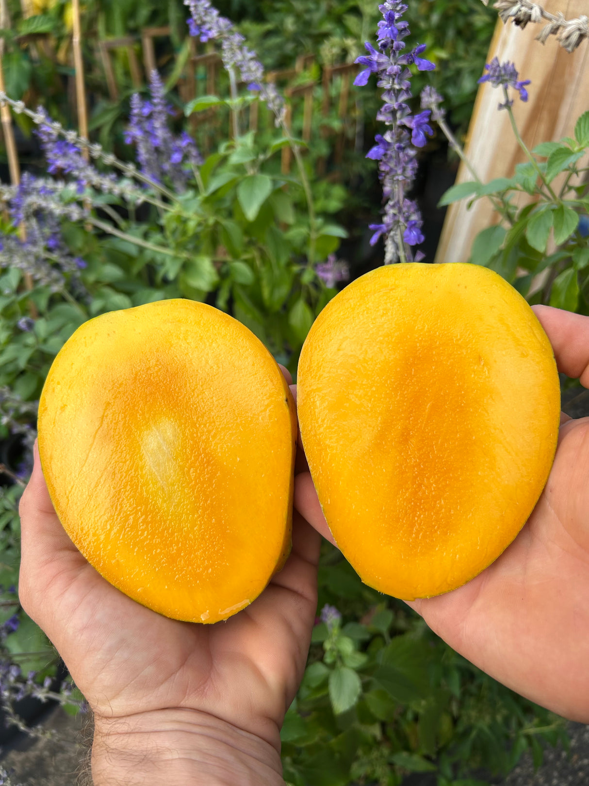 Mango Tree ‘Ugly Betty’