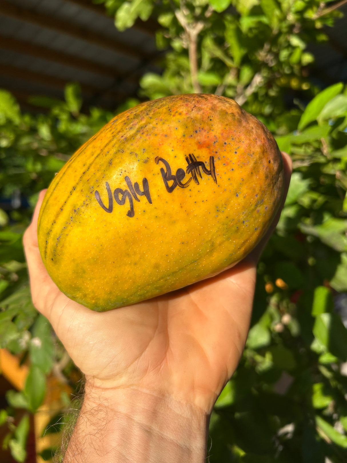 Mango Tree ‘Ugly Betty’
