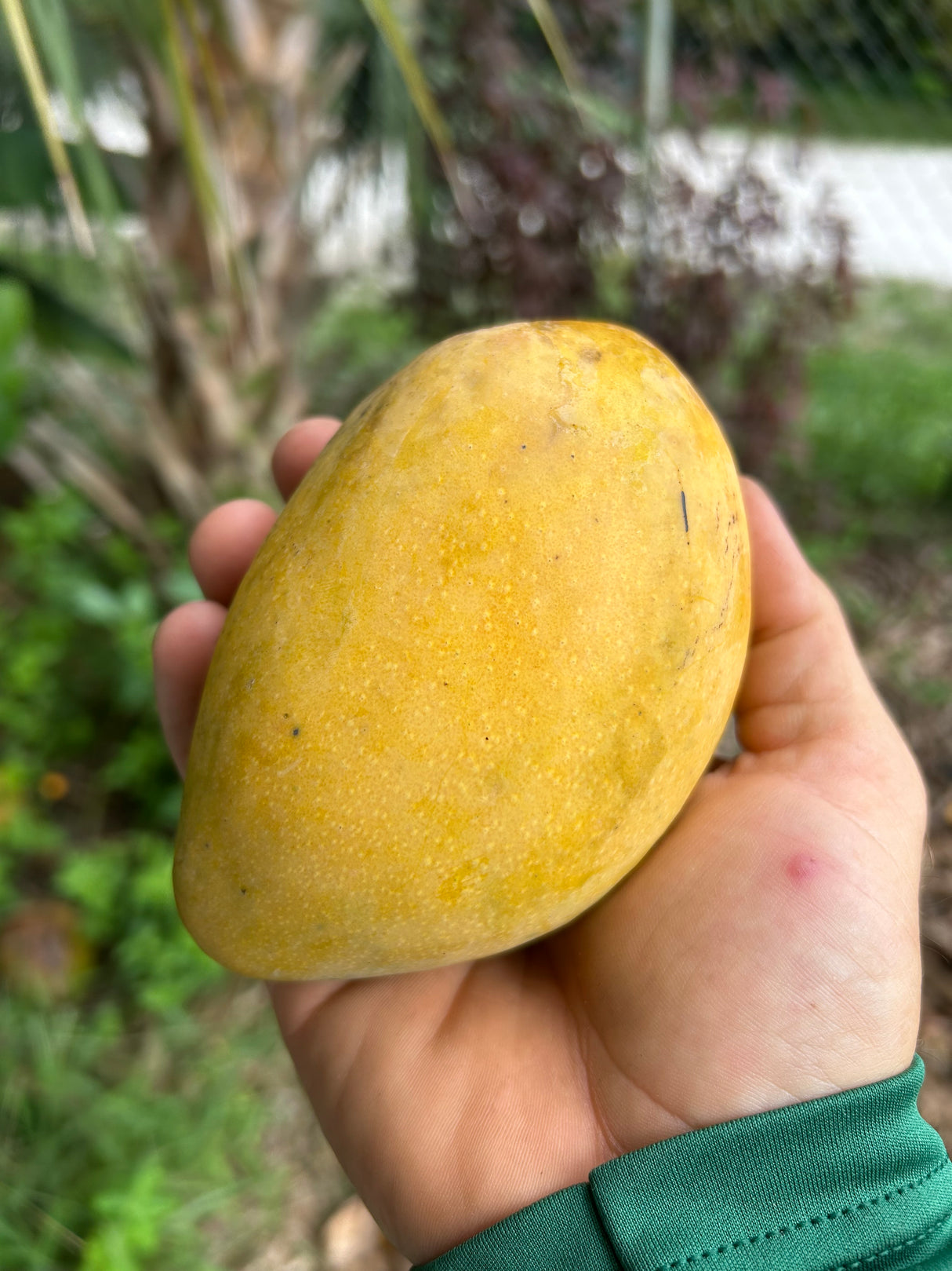 Mango Tree ‘Val Carrie’