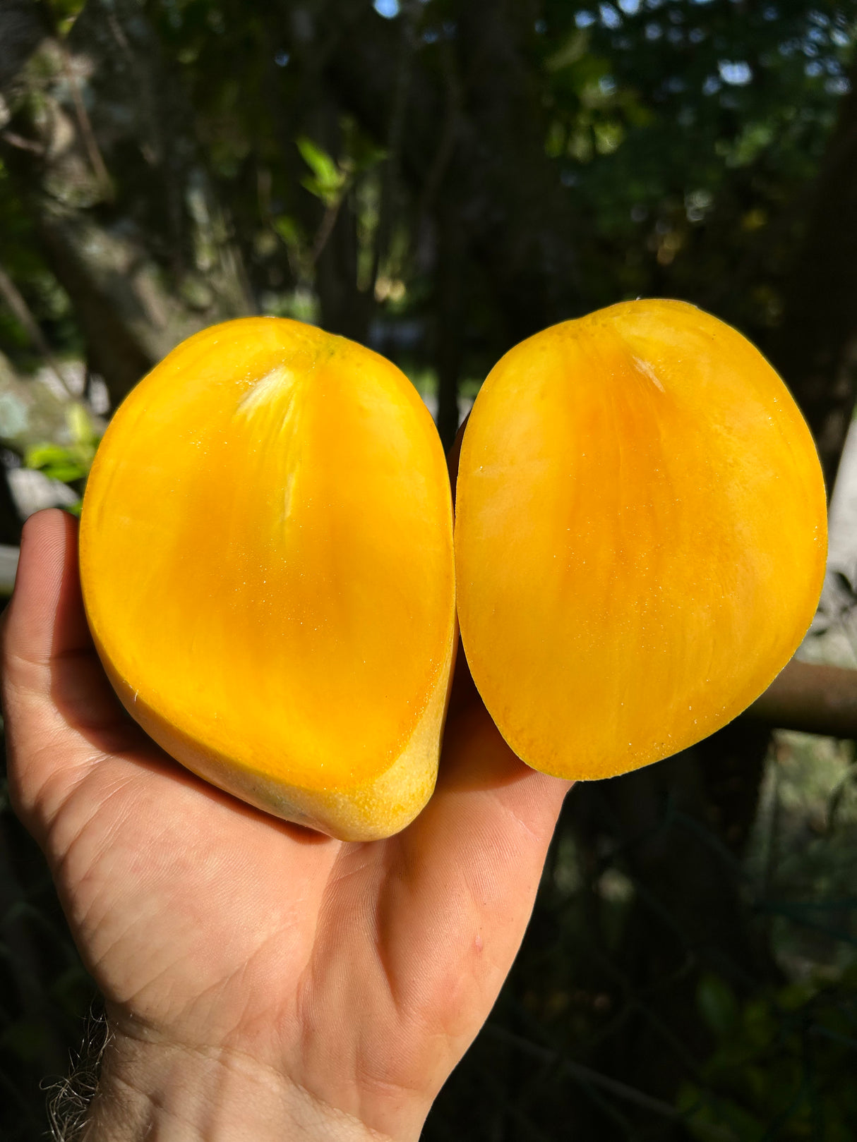 Mango Tree ‘Val Carrie’