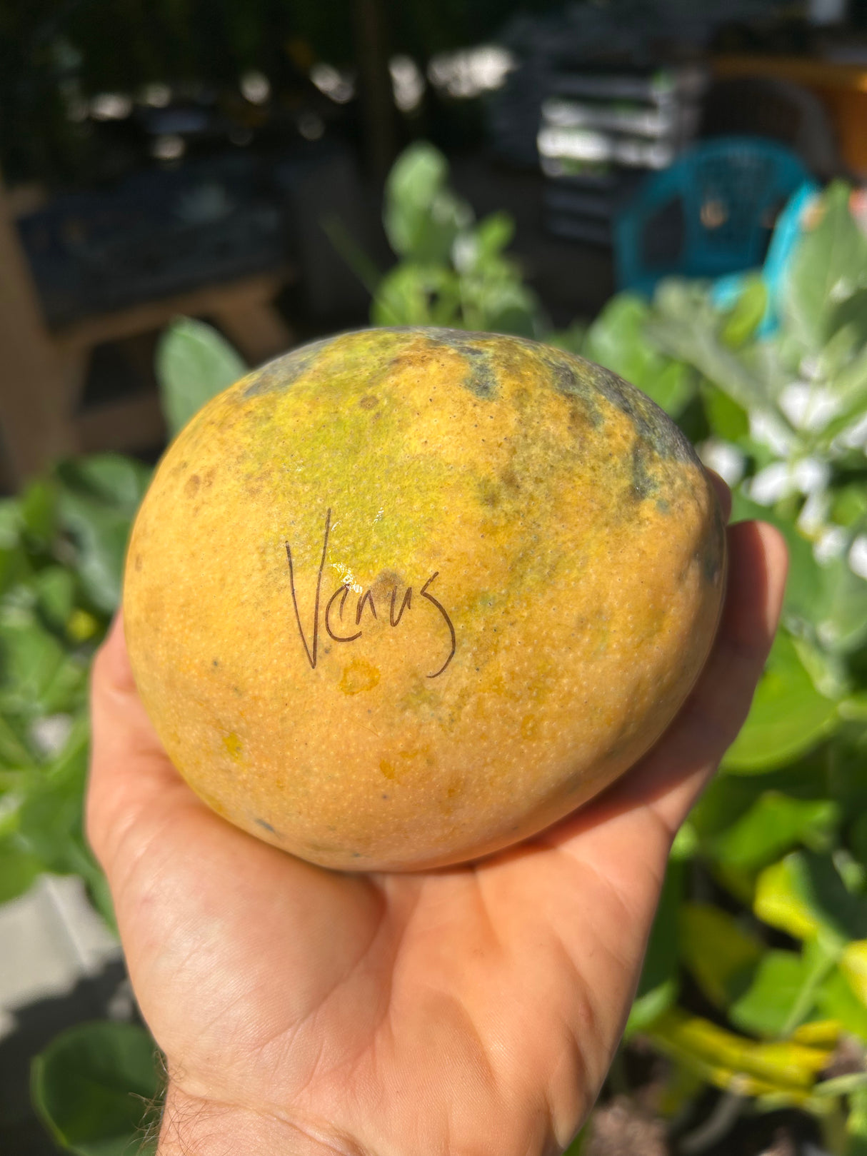 Mango Tree ‘Venus’