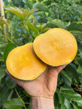 Mango Tree ‘Venus’