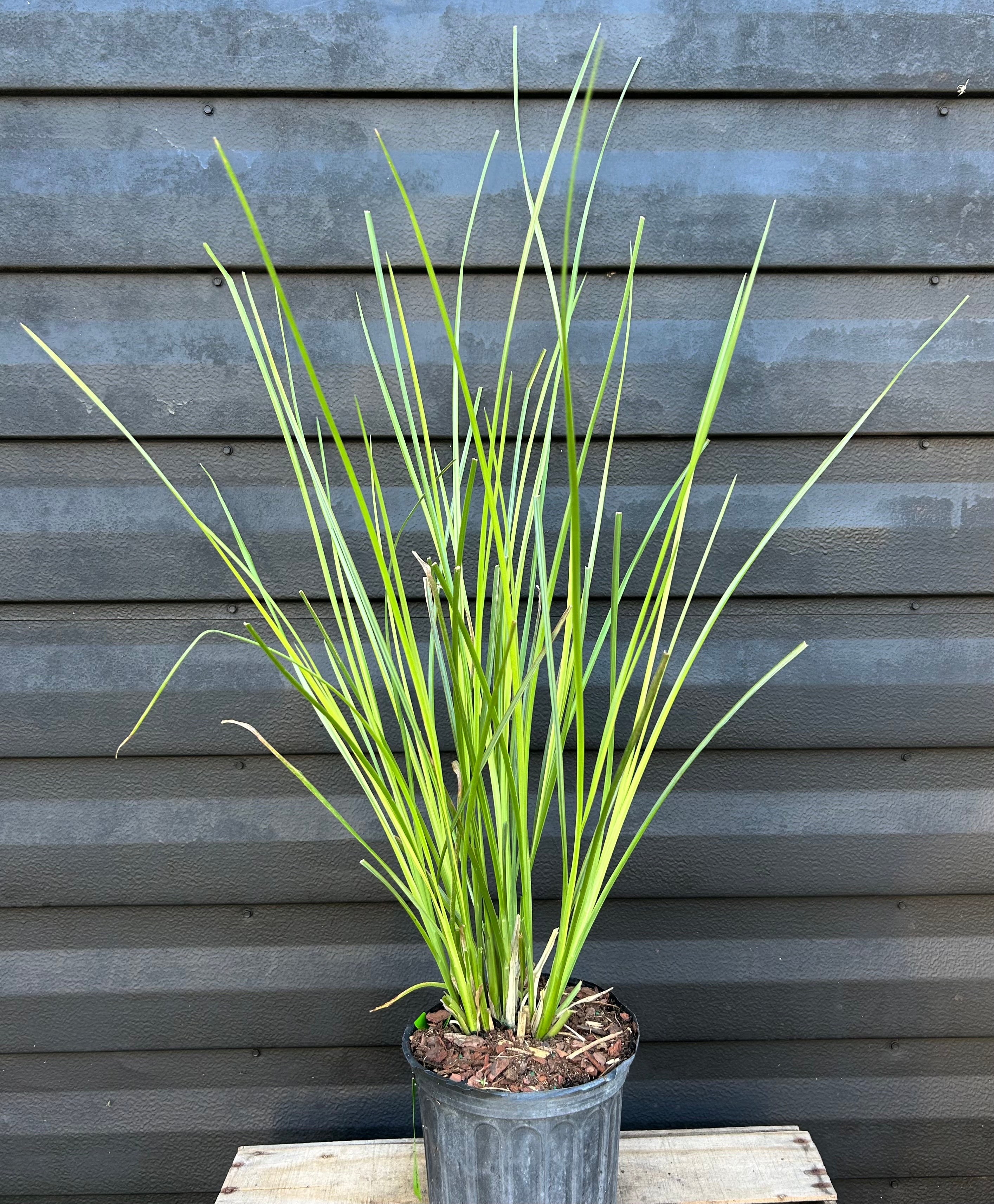 Vetiver Grass – Incredible Edible Landscapes