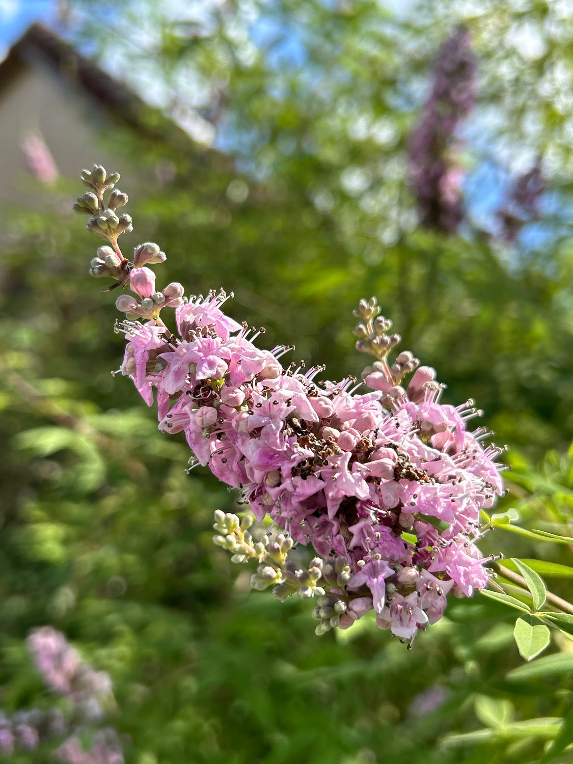 Chaste Tree aka Vitex (Pink, dwarf) – Incredible Edible Landscapes