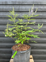 Chaste Tree aka Vitex (Purple)