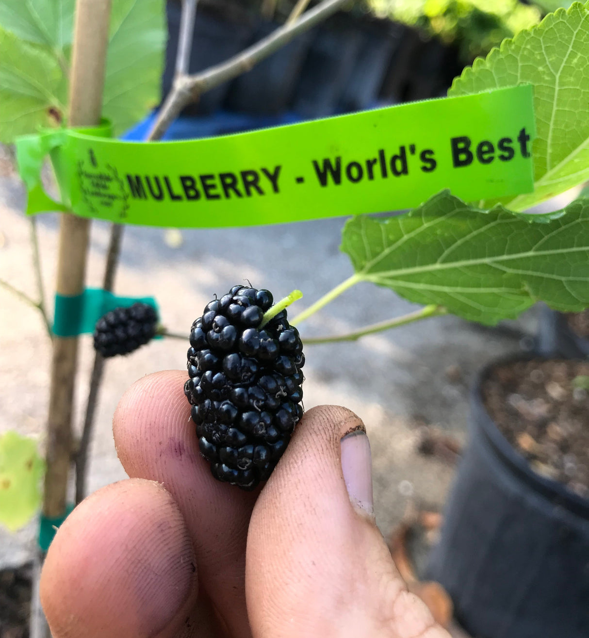 Mulberry Tree 'World's Best'