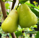 Wax Jambu - green