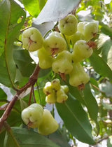 Wax Jambu - green