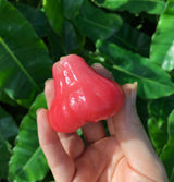 Wax Jambu - red