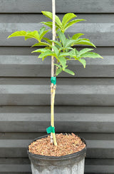 White Sapote Tree ‘Bonita Springs’
