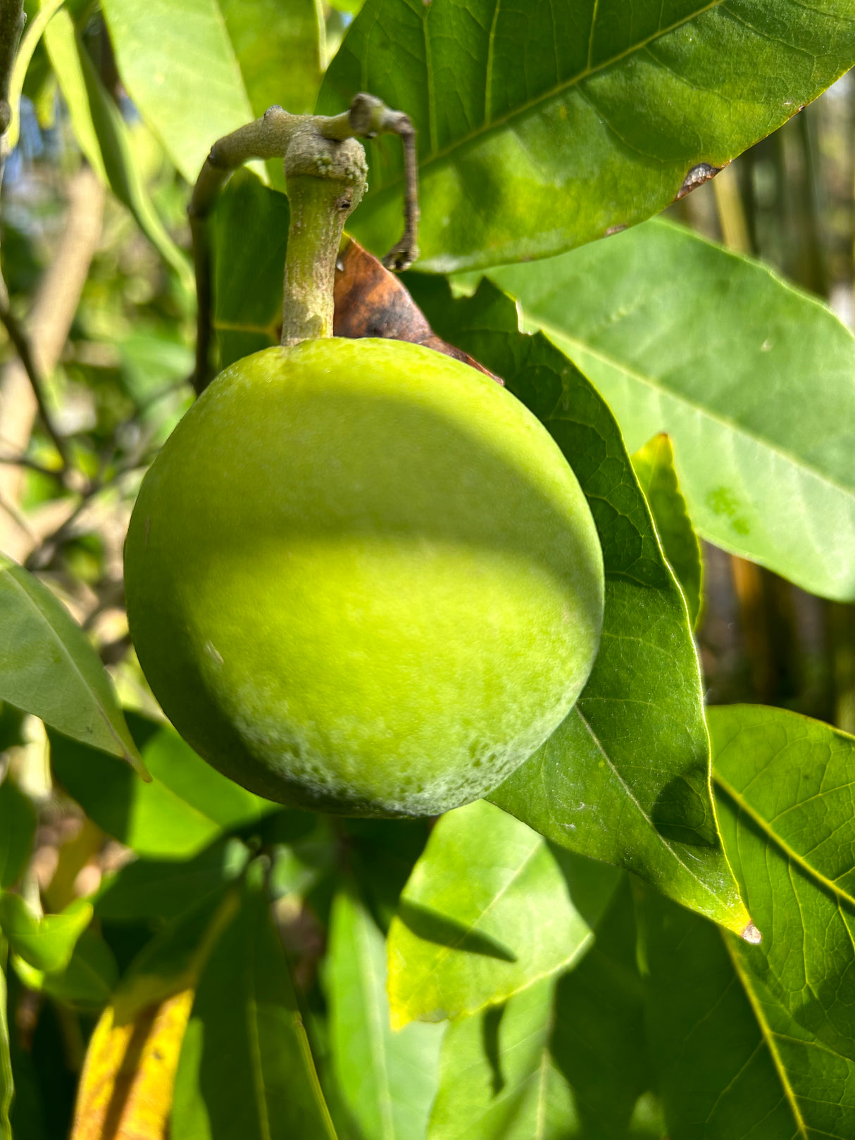 White Sapote Tree ‘Bonita Springs’