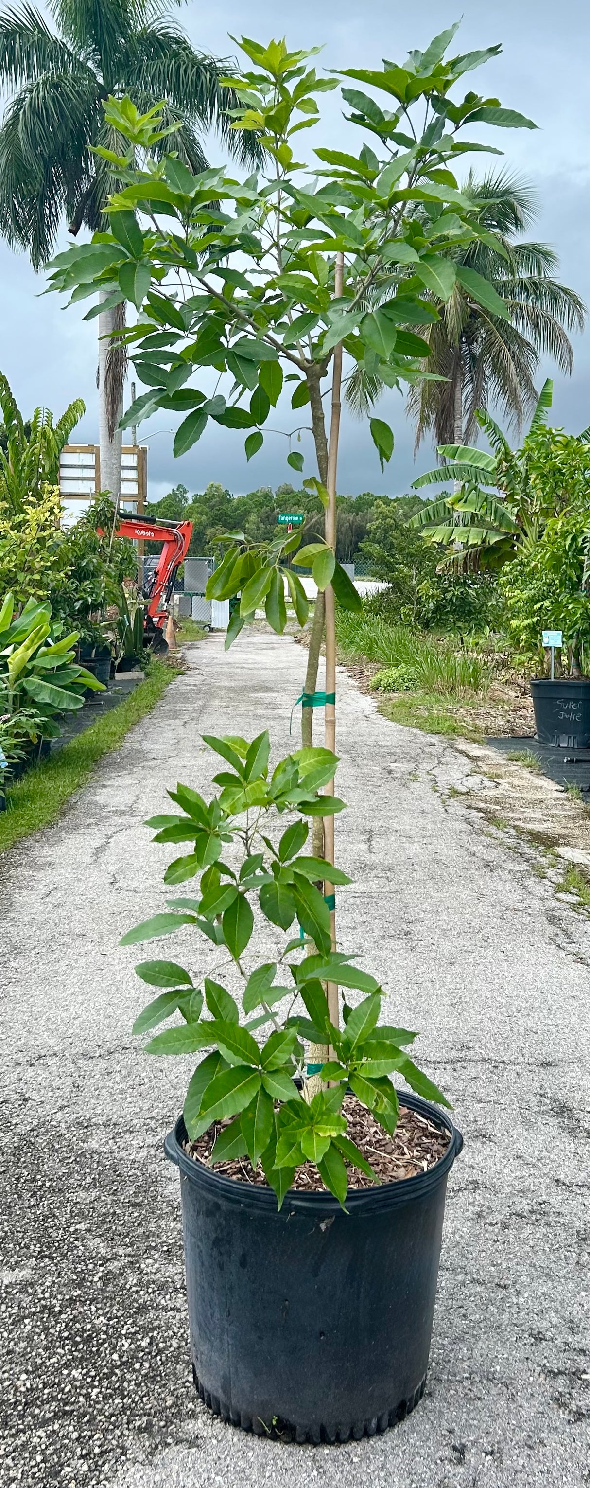White Sapote Tree ‘Bonita Springs’