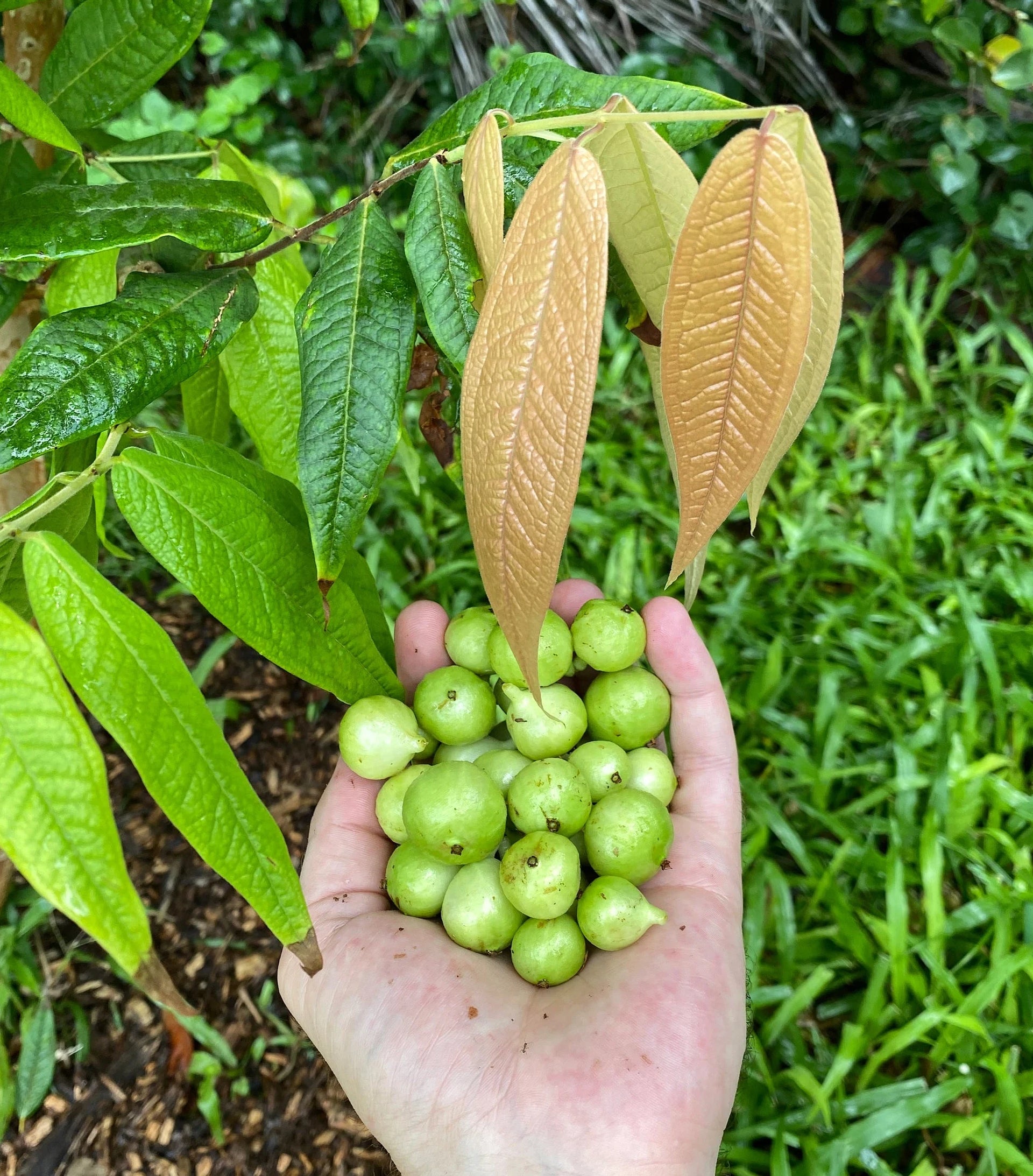 Jaboticaba Tree 'White' (Plinia aureana) – Incredible Edible