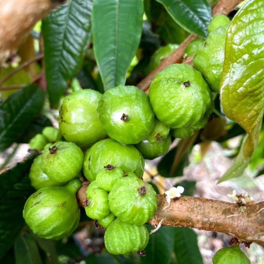 Jaboticaba Tree 'White' (Plinia phitrantha)