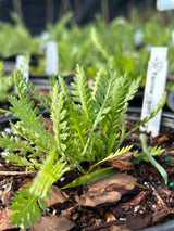 Yarrow Plant