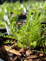 Yarrow Plant