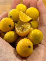 Jaboticaba Tree 'Yellow'