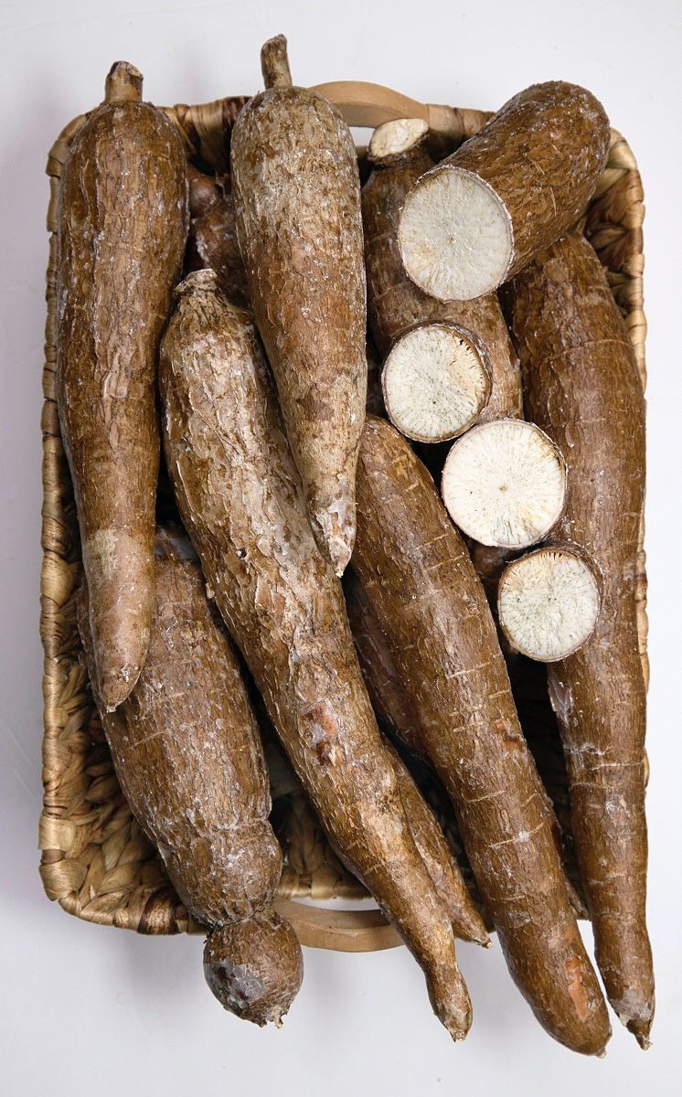 Cassava Plant ‘Togo’