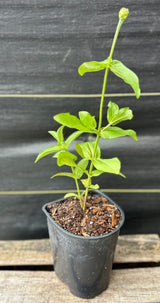 Annual Flowers - 6 inch pot