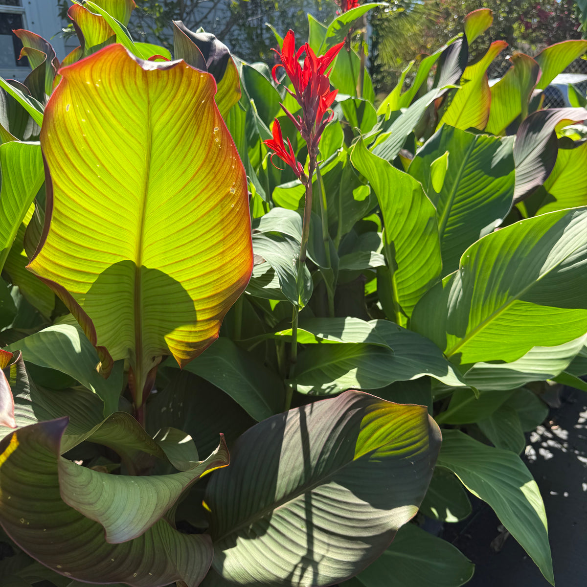 Achira Plant – Incredible Edible Landscapes