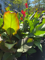 Achira Plant