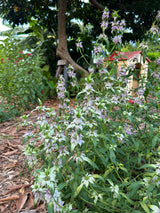 Spotted Bee Balm Plant