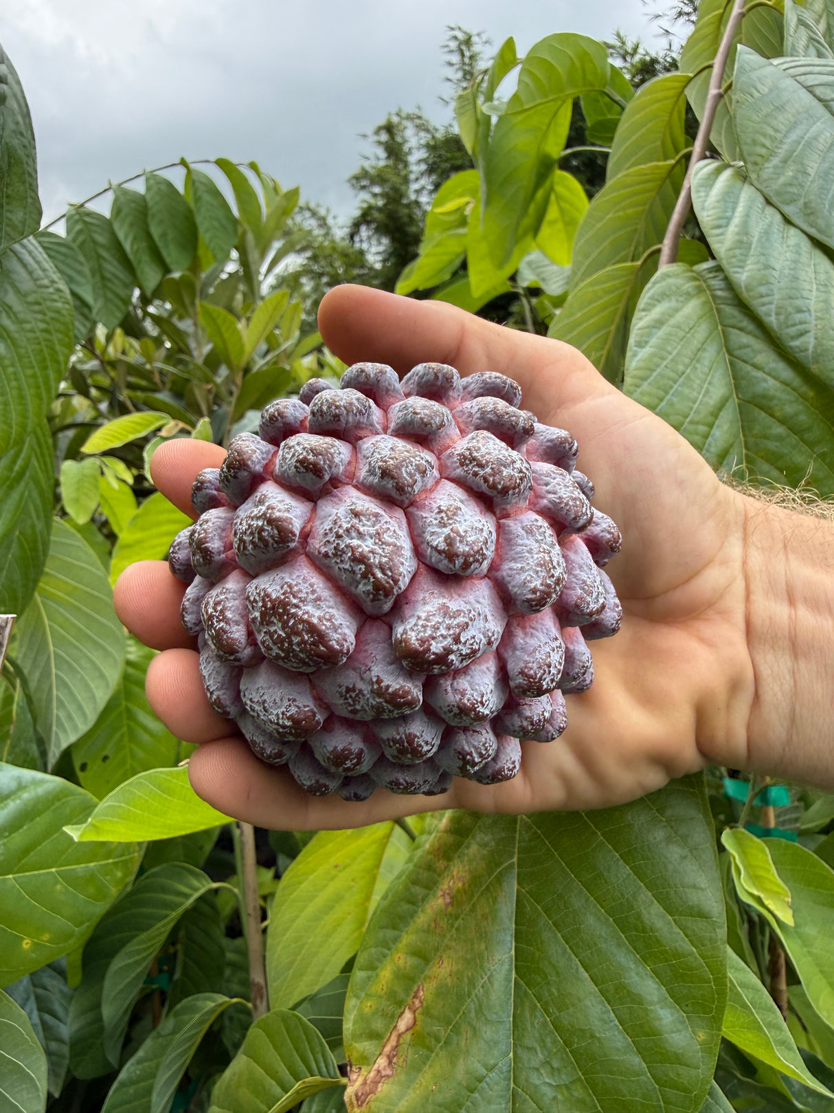 Sugar Apple Tree ‘Red Sugar’