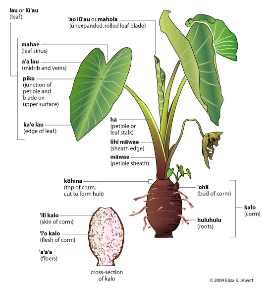 Taro Plant ‘Bun Long’