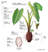 Taro Plant ‘Bun Long’