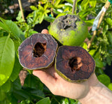 Black Sapote Tree 'Black Beauty'