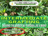 Intermediate Fruit Tree Grafting - Beyond the Basics w/ Sapodillas & More!