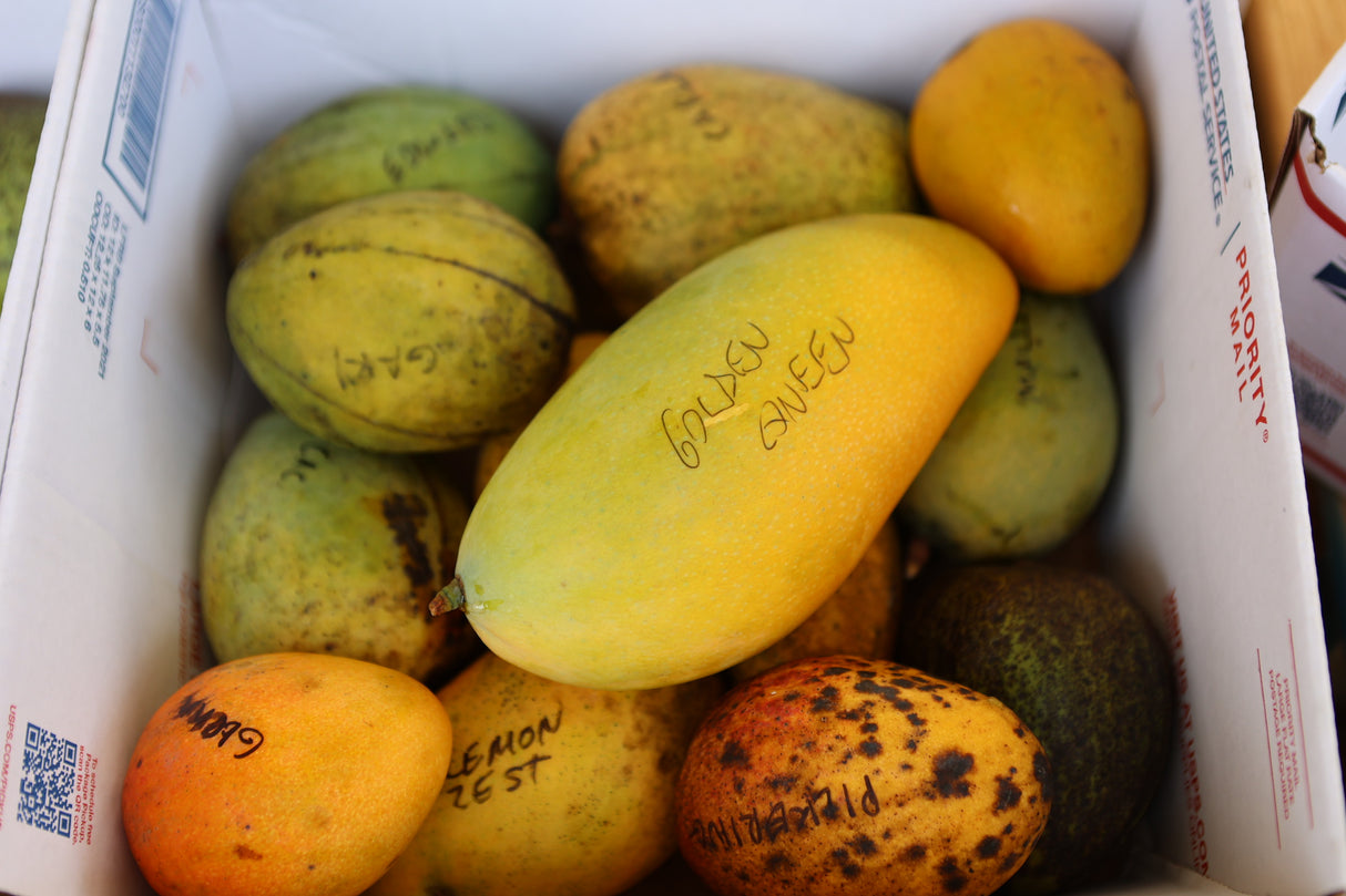 Mangopalooza 2025 Ticket