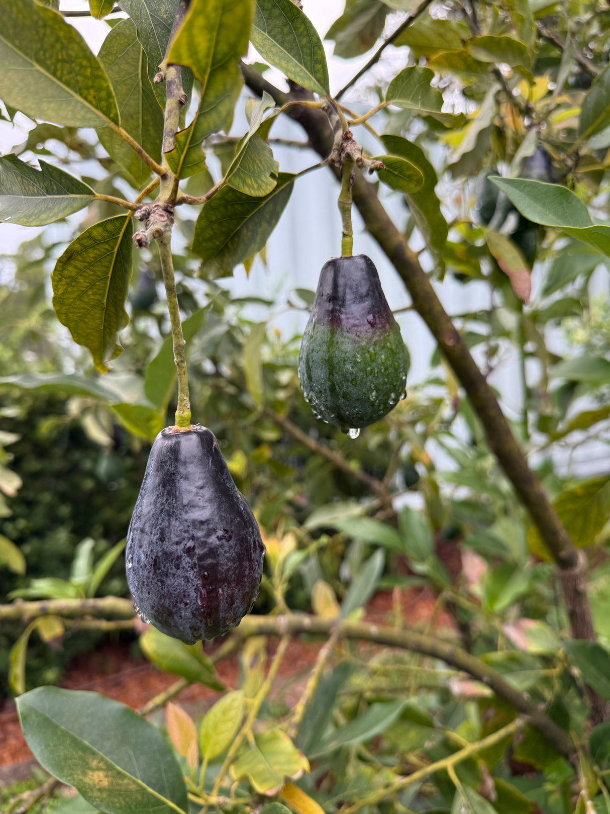 Avocado Tree ‘Mexicola’