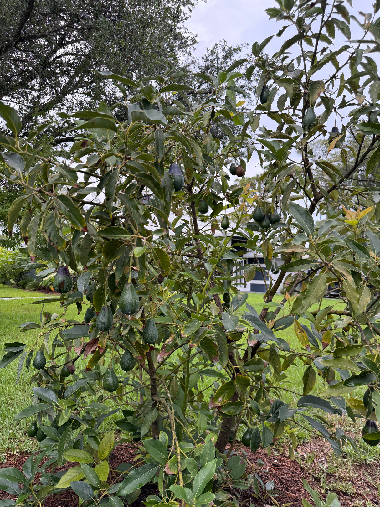 Avocado Tree ‘Mexicola’