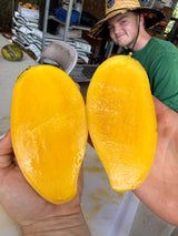 Mango Tree ‘Nam Doc Mai’