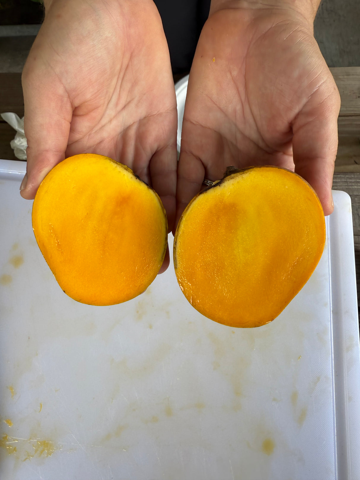 Mango Tree ‘Neelum’