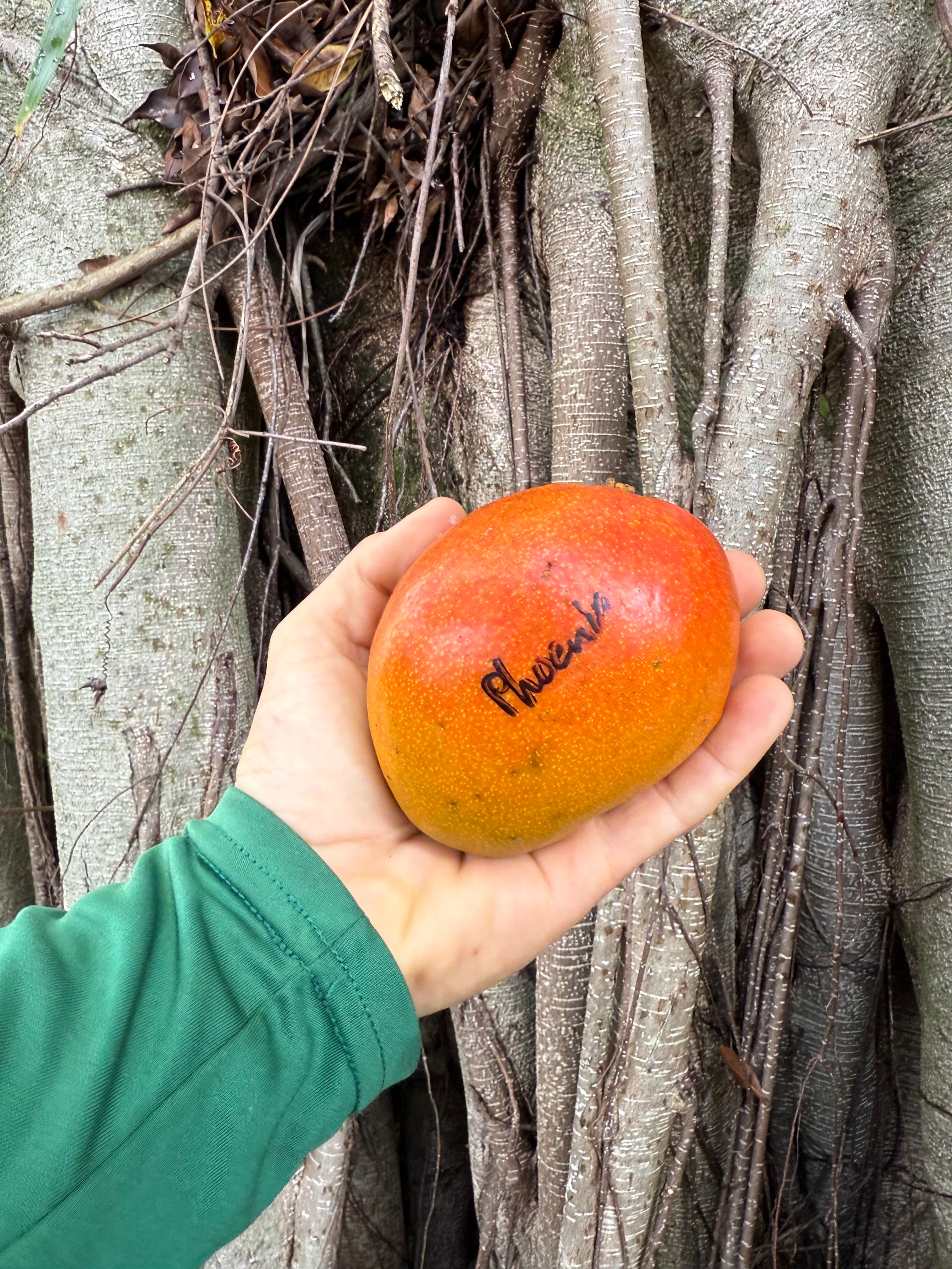 Mango Tree 'Phoenix' – Incredible Edible Landscapes