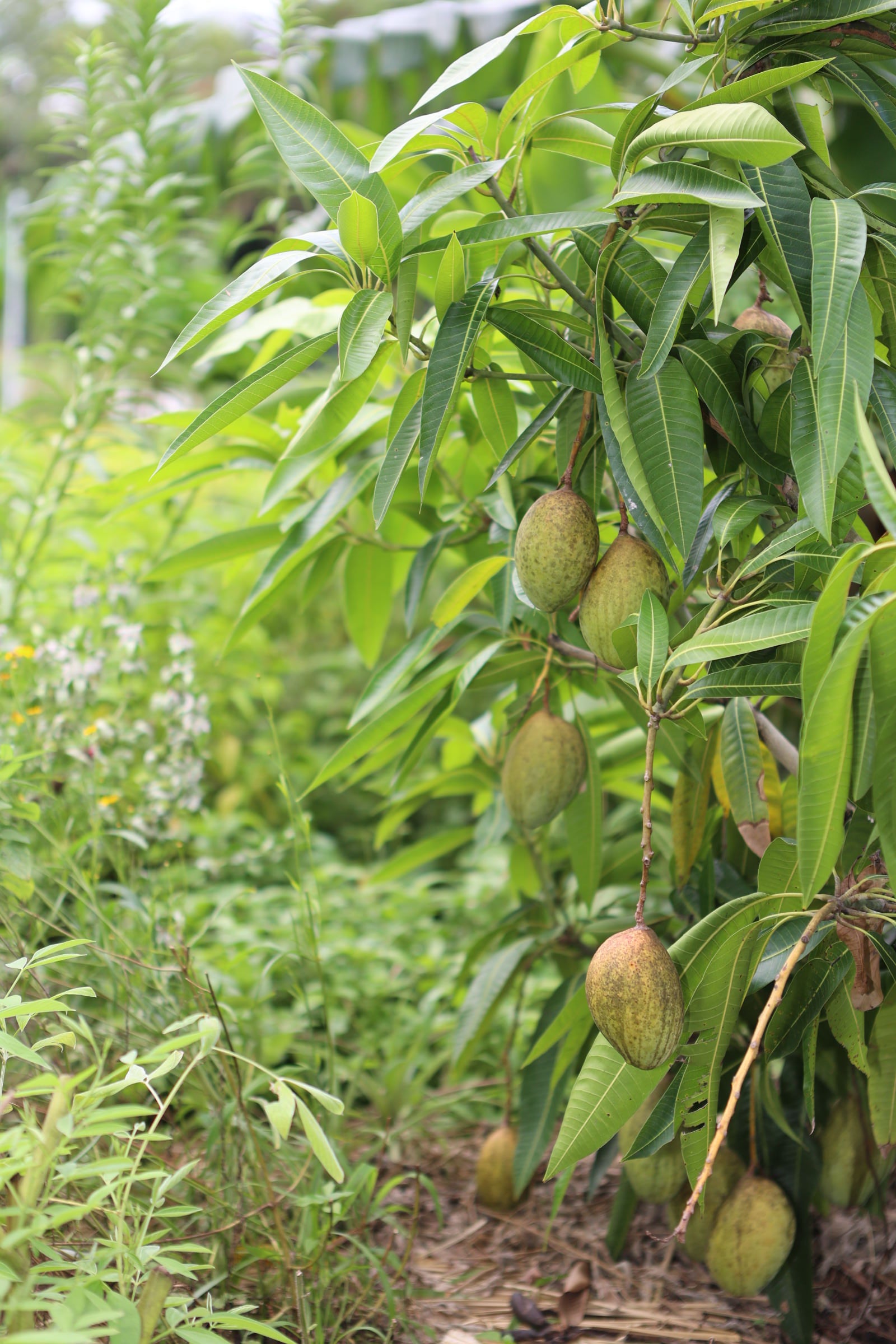 Incredible Edible Landscapes Mango Tree Pickering - Thumbnail 4